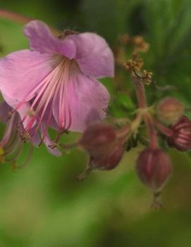 Geranium macrorrhizum 'Ingwersen's Variety'