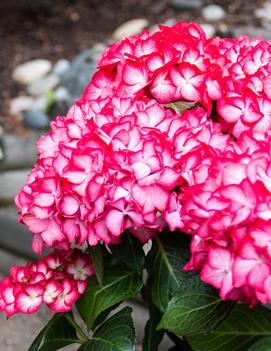 Hydrangea macrophylla Kimono™ ('Hokomabebos') (PPAF,CPBRAF)