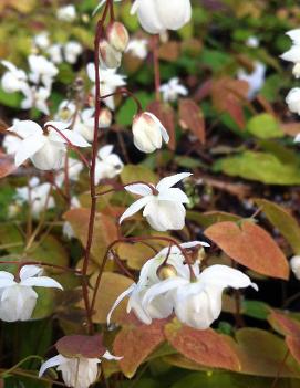 Epimedium x youngianum 'Niveum'