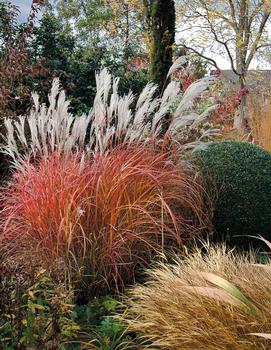 Miscanthus sinensis 'Fire Dragon'