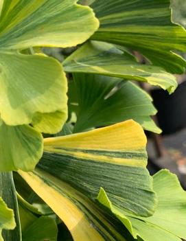 Ginkgo biloba 'Sunstream'