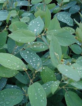 Fothergilla gardenii 'Blue Mist'