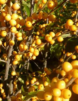 Ilex verticillata 'Golden Verboom'