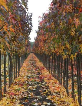 Liquidambar styraciflua 'Worplesdon'