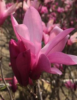 Magnolia x 'Ann'