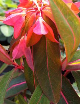 Euphorbia griffithii 'Fireglow'