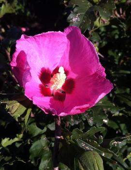 Hibiscus syriacus 'Aphrodite'