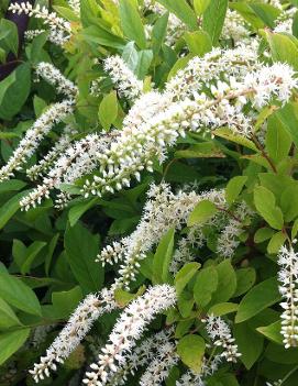 Itea virginica 'Henry's Garnet'