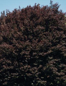 Fagus sylvatica 'Spaethiana'