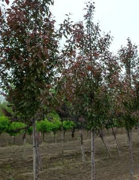 Malus Velvet Pillar™ ('Velvetcole')