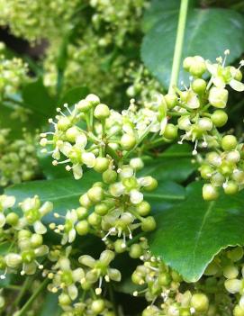 Euonymus fortunei 'Sarcoxie'