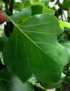 Liriodendron tulipifera 'Arnold'