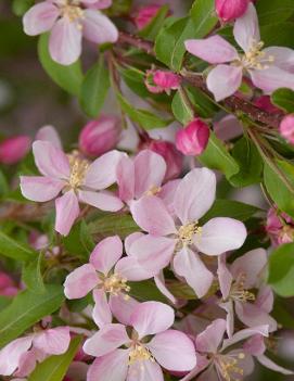 Malus 'Louisa'