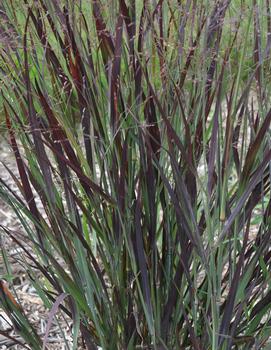 Panicum virgatum 'Blood Brothers'