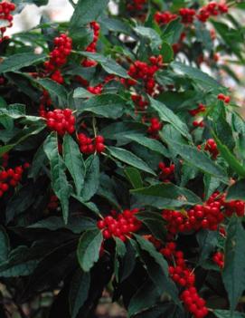 Ilex verticillata 'Winter Red'