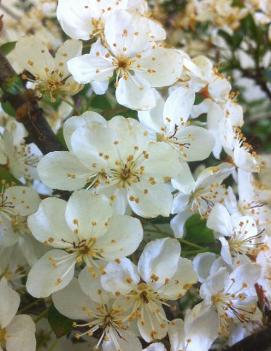 Malus sargentii 'Tina'