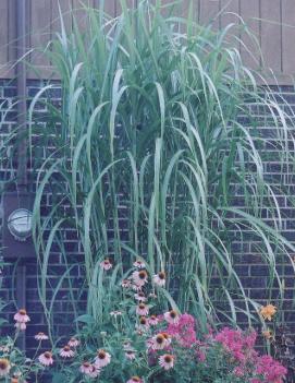 Miscanthus x 'Giganteus'