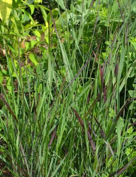 Panicum virgatum Ruby Ribbons™ ('RR1') (PP17944)