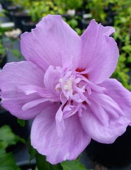 Hibiscus syriacus 'Ardens'