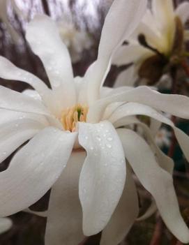 Magnolia x loebneri 'Ballerina'