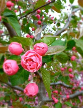 Malus Brandywine® ('Branzam') (COPF)