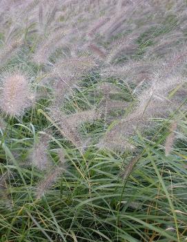 Pennisetum alopecuroides