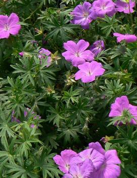 Geranium sanguineum