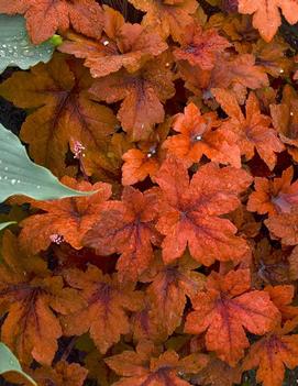 Heucherella x 'Pumpkin Spice' (PPAF)