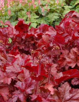 Heuchera x 'Sparkling Burgundy' (PP17208, COPF)