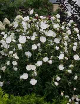 Hibiscus syriacus White Chiffon® ('Notwoodtwo') (PP12612)