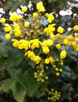 Mahonia aquifolium