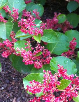 Fallopia japonica var. compacta