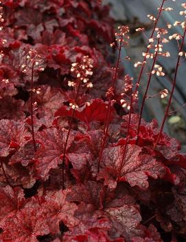 Heuchera x 'Cajun Fire' (PP24150, COPF)