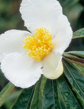 Franklinia alatamaha