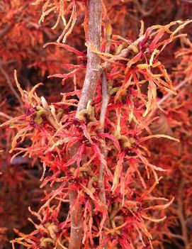 Hamamelis x intermedia Magic Fire ('Feuerzauber')