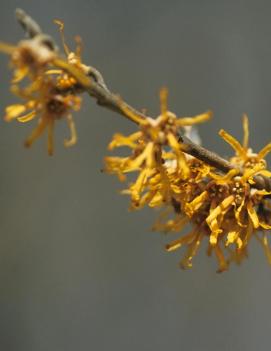 Hamamelis vernalis