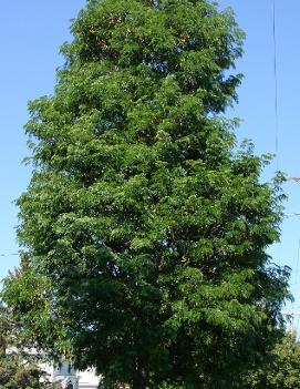 Gleditsia triacanthos var. inermis Street Keeper® ('Draves') (PP21698, CPBR4741)