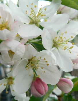 Malus 'Donald Wyman'