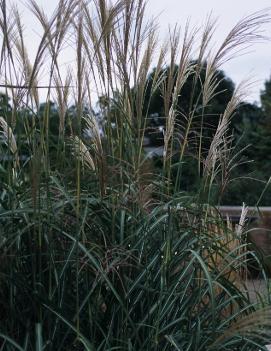 Miscanthus sinensis 'Goliath'