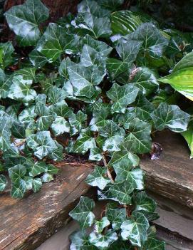 Hedera helix 'Baltica'