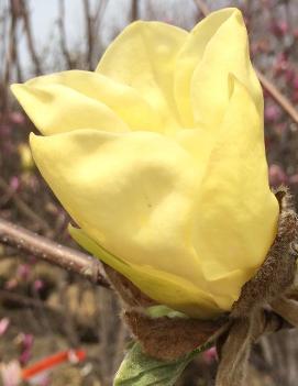 Magnolia x 'Golden Gala'