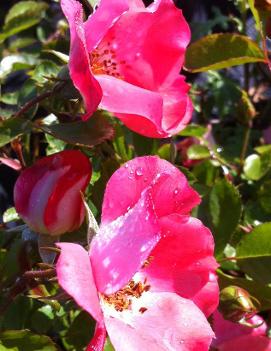 Rosa Pink Meidiland ('MEIpoque') (PP5956)