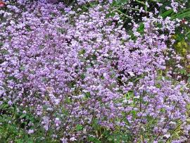 Thalictrum delavayi 'Splendide'