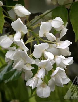 Wisteria brachybotrys 'Shiro Kapitan'