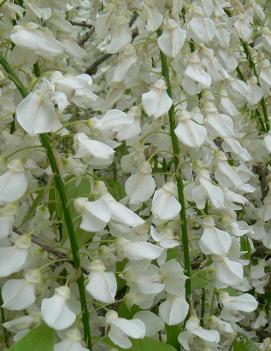 Wisteria sinensis 'Alba'