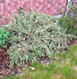 Cotoneaster horizontalis 'Variegatus'