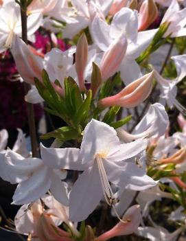 Azalea 'White Lights'