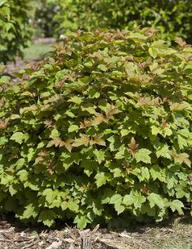 Viburnum opulus 'Compactum'