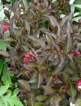 Weigela florida 'Purpurea'