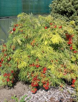 Sambucus nigra Sunrise Surprise™ ('Welsh Gold')